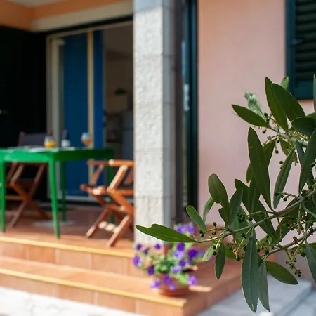 Lavandula Labin (Istria)